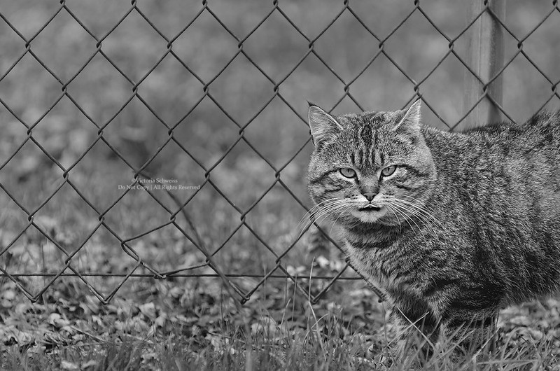 Without Paying Cats Download Free gloriavalencia