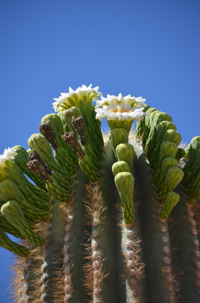 DSC_0385 Saguaro blossoms, Yuma Conservation Garden, Arizo… Flickr