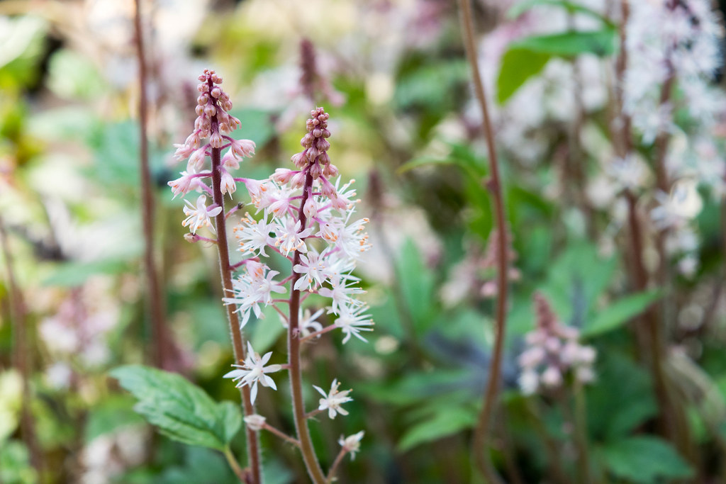 Sugar & Spice Foam Flower Southwood Landscape & Garden Center Flickr