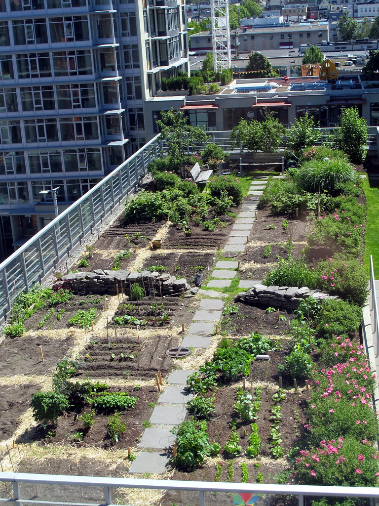 Rooftop Garden Planting in June Plants starting to grow Flickr