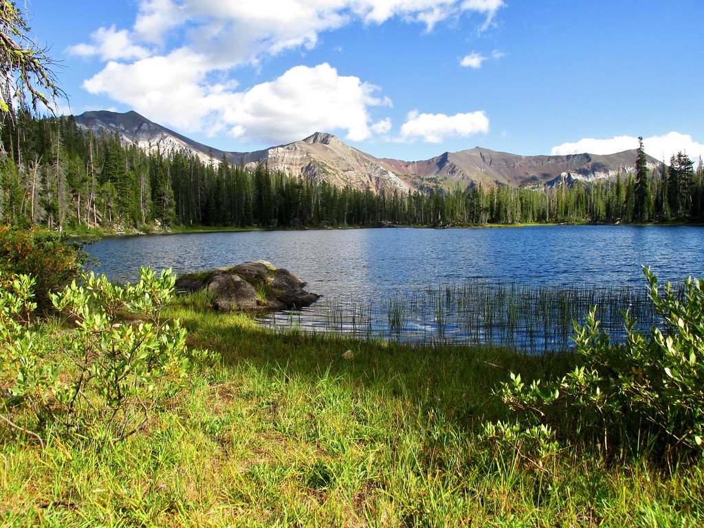 Horseshoe Lake shore daffish Flickr