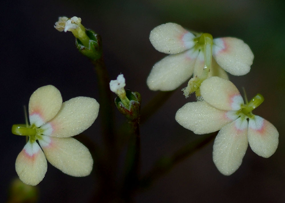 Stylidium divaricatum, Blue Rock, near Jarrahdale, near Pe… Flickr