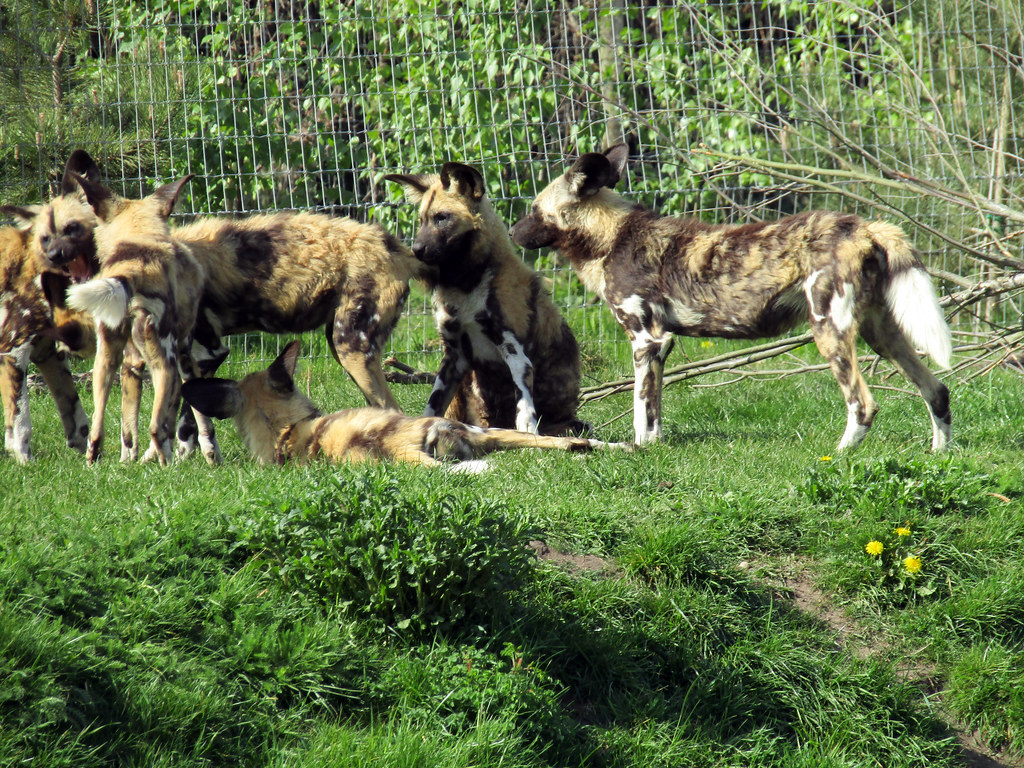 African Painted Dogs, Yorkshire Wildlife Park 2017 Flickr