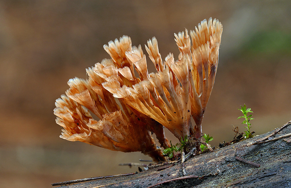 Wine Glass Fungus ( Podoscypha petalodes) a photo on Flickriver