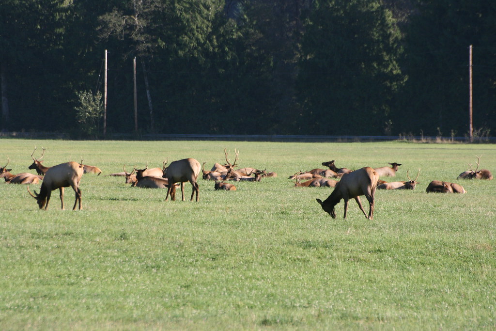 Hamilton Elk Herd Brent M. Flickr