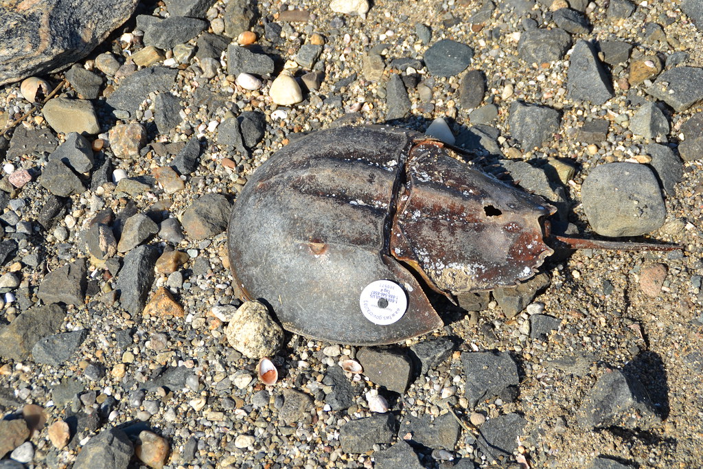 Horseshoe Crab A dead horseshoe crab on the beach at Silve… Flickr