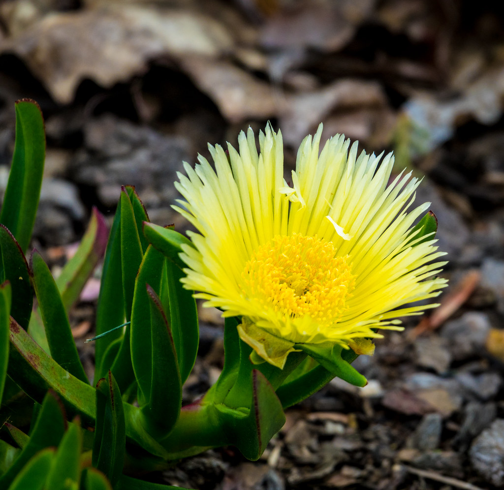 Spring flowers Elk Grove, California. Randy Herring Flickr