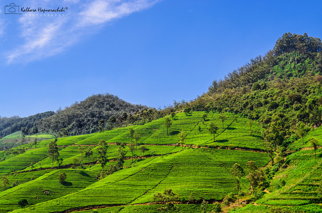 Tea Plantations in NuwaraEliya, Sri Lanka (Ceylon) a photo on Flickriver