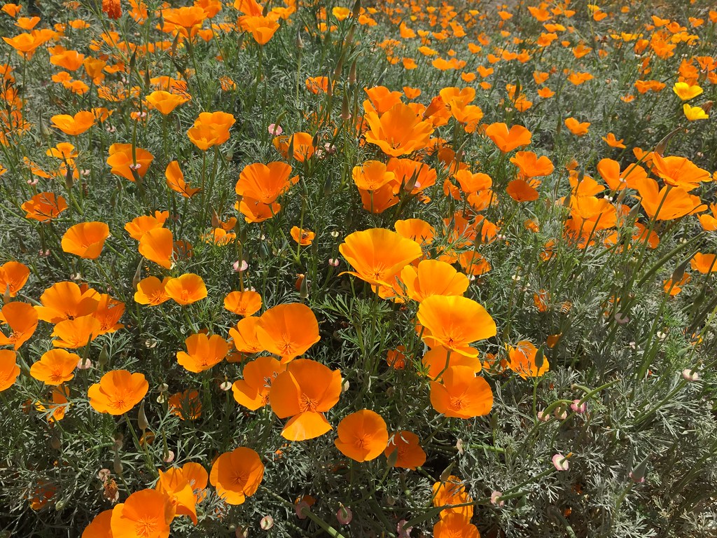 California Poppies West Sacramento, CA xelipe Flickr