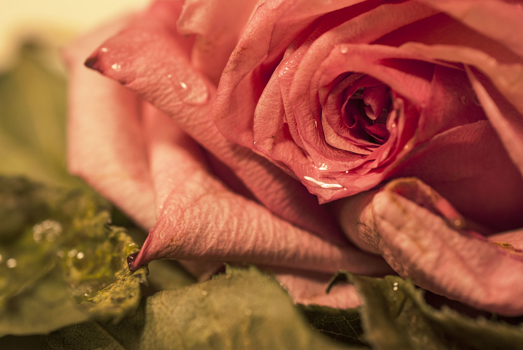 DSC_0293 Kiersten Nelson Flickr