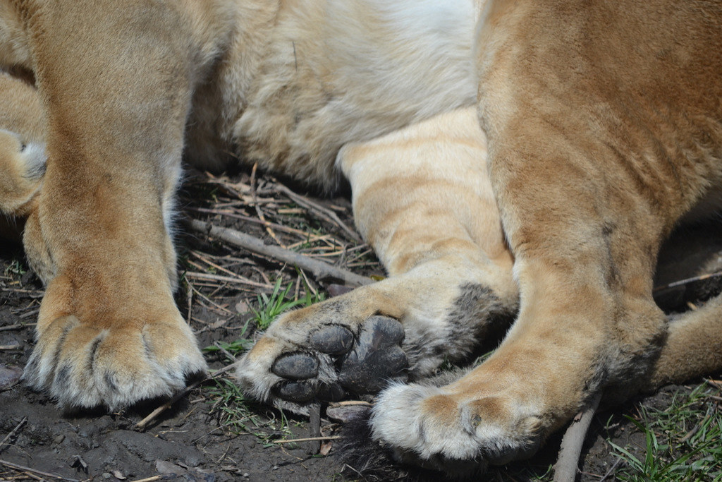 Big kitty paws Marsha Wade Flickr