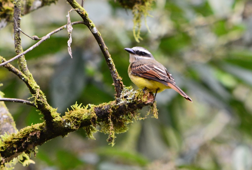 Tambo Quinde Aves de Tambo Quinde Cachorros Lord Guau Flickr