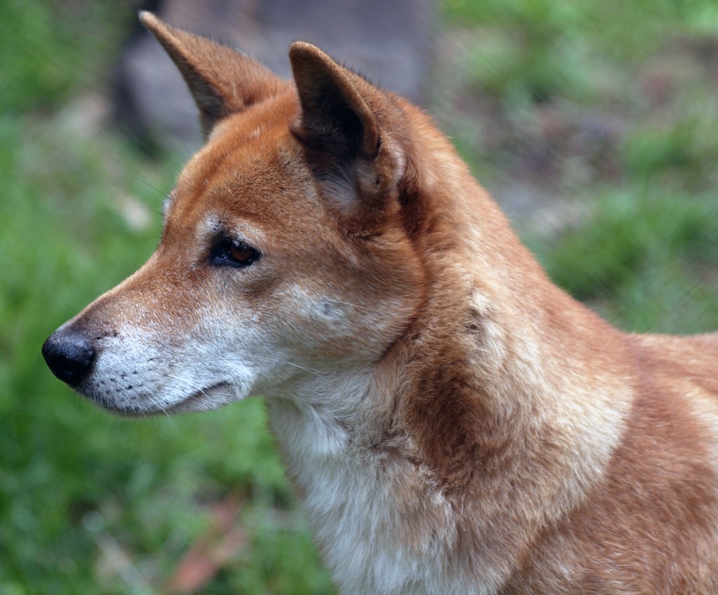 Dingo Close Up Dingo head shot. Showing it face, eye, nose… Flickr