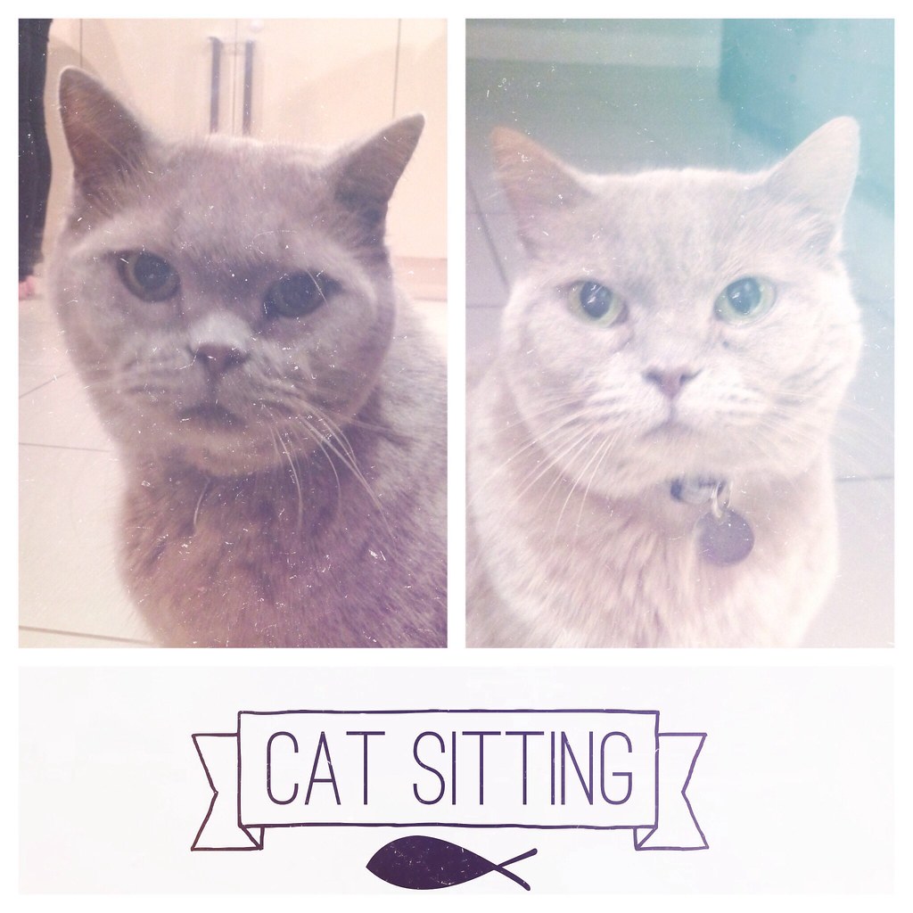 Cat sitting this week Edd Flickr