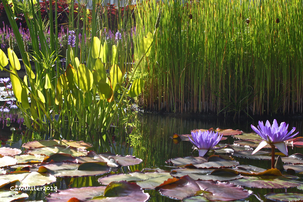 Evening Sun The water gardens at Phipps Conservatory Cam Miller