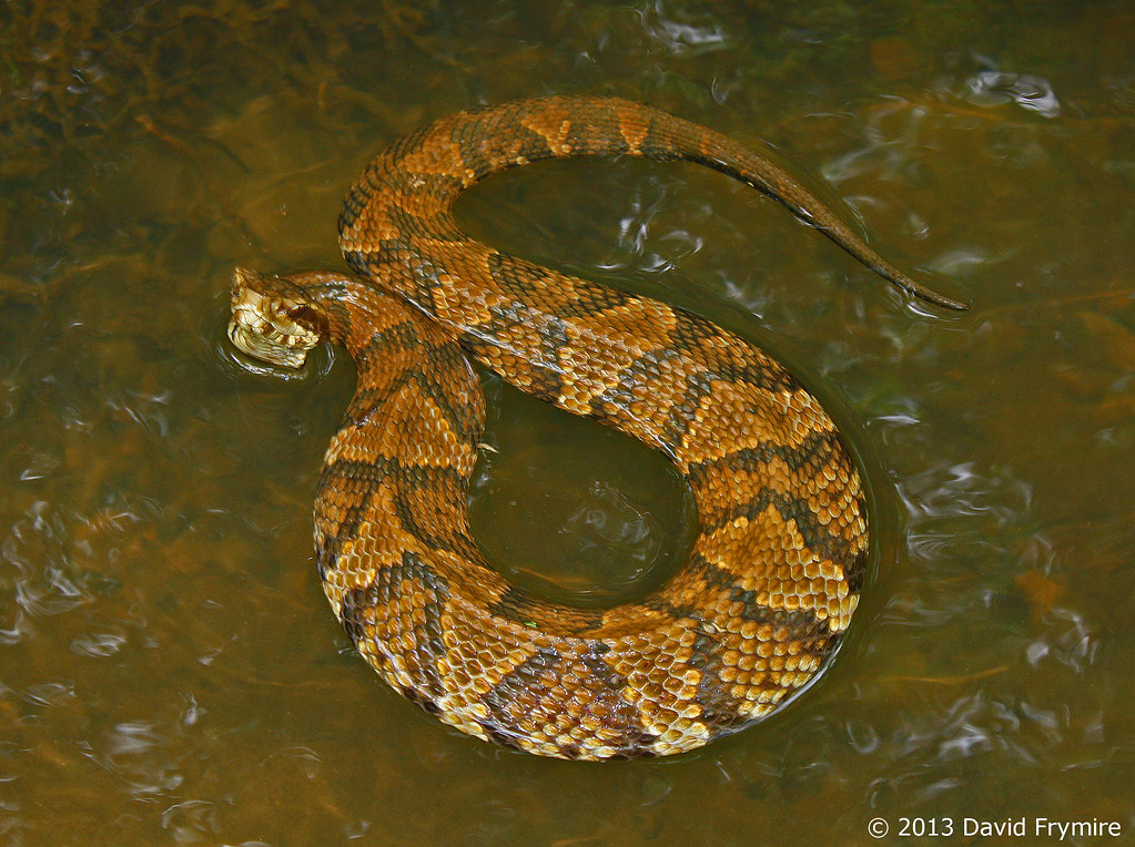 Cottonmouth Calloway Co. KY Cottonmouths are common in t… Flickr