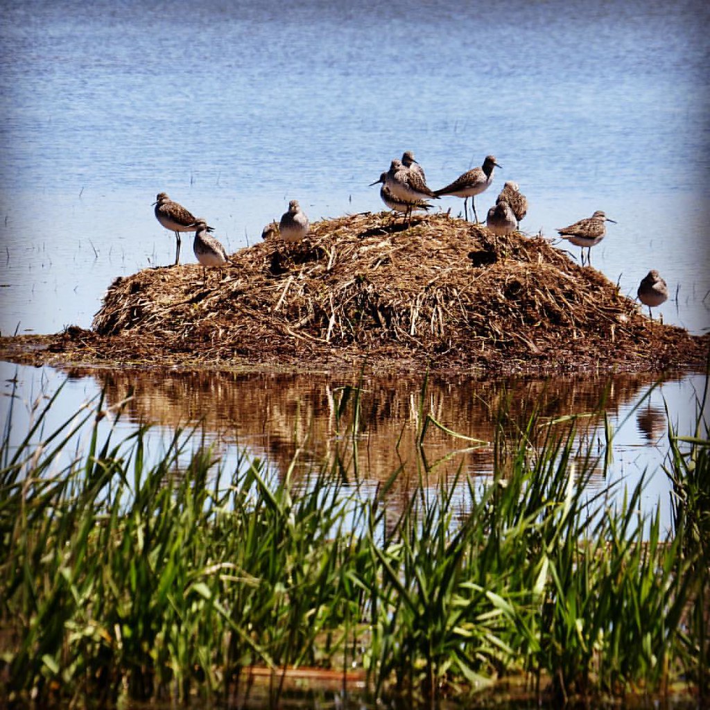 A fling on a muskrat mound mageemarsh bird birds Flickr