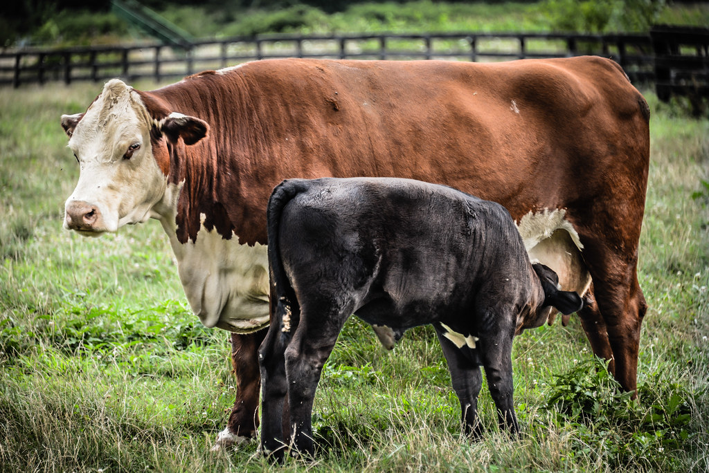 Baby Calf nursing from mother Cow at Kidwell Farm at Fryin… Flickr