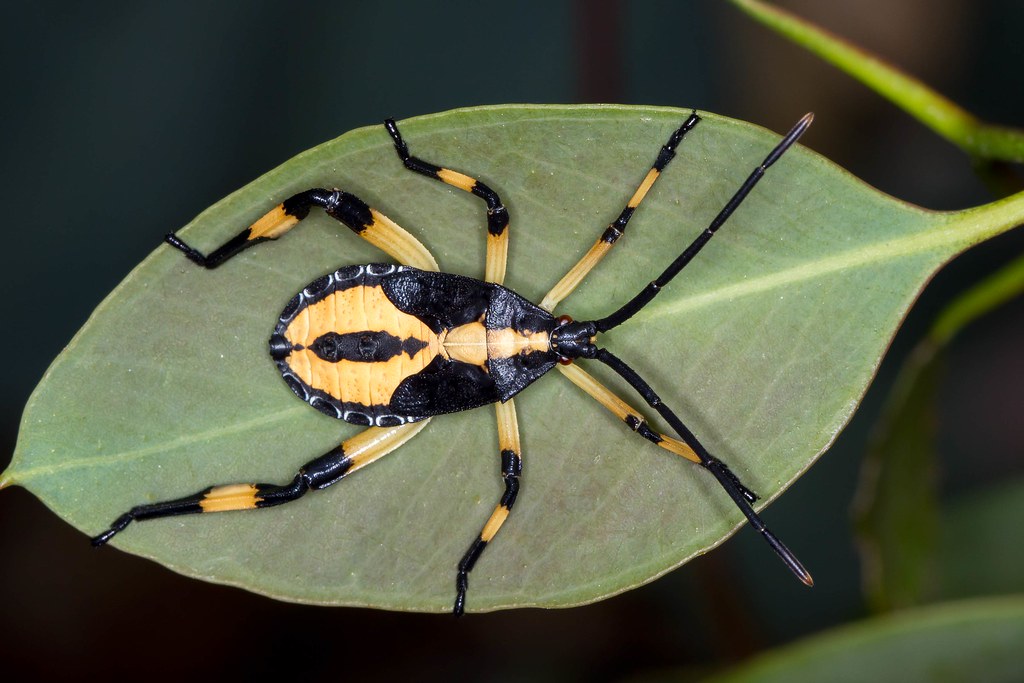 Woodlands Historic Park Insects Flickr