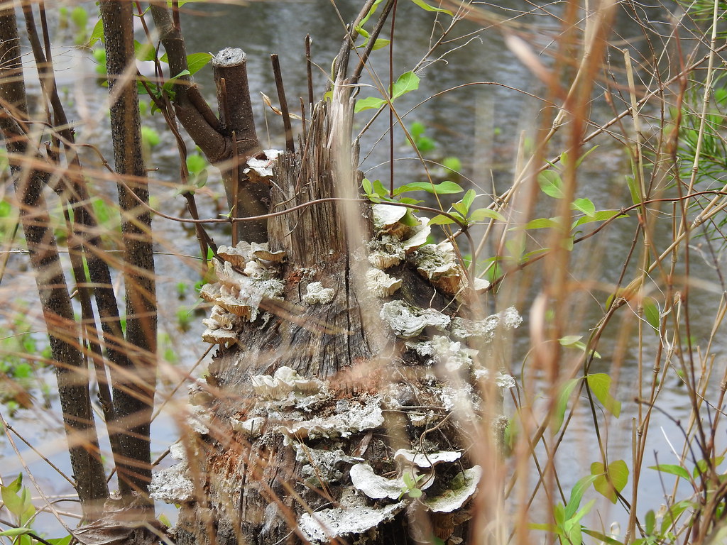 Stump River Trail Pond, Shipman, VA. Pond is private