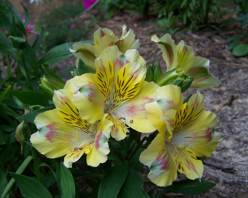 Camilla Princess Lily Alstroemeria From my garden Flowers Galore