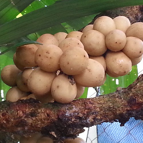 Buah dokong segar dari pokok... local fruit yummy deli