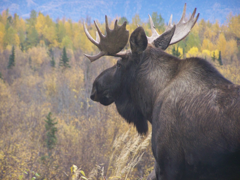 Alaskan bull moose Wasilla, Alaska crmark1960 Flickr