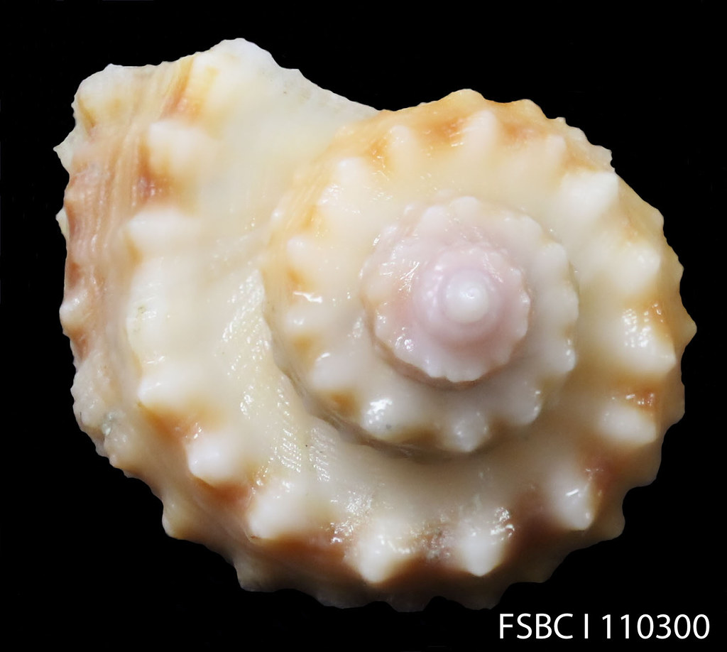 Philippi's Nutmeg Scientific name Trigonostoma tenerum FWC Fish