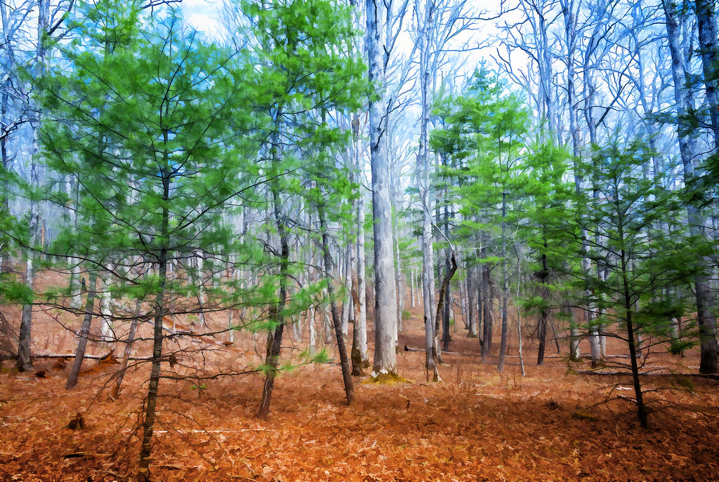 Forest Scene, Pink Beds Loop Trail, Pisgah National Forest… Flickr