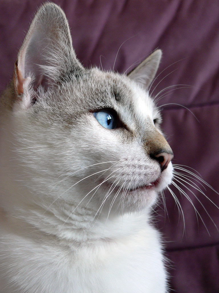 25 ++ chat blanc yeux bleu race 273521Chat blanc et gris