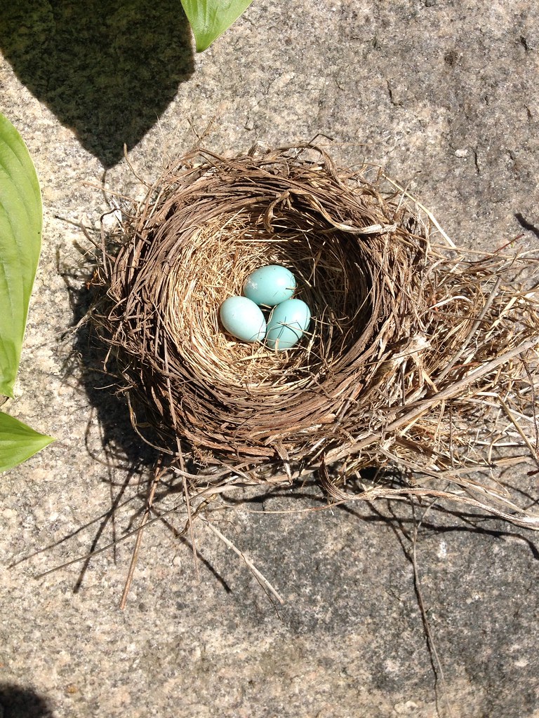 abandoned robin's eggs Not sure what happened here but the… Flickr
