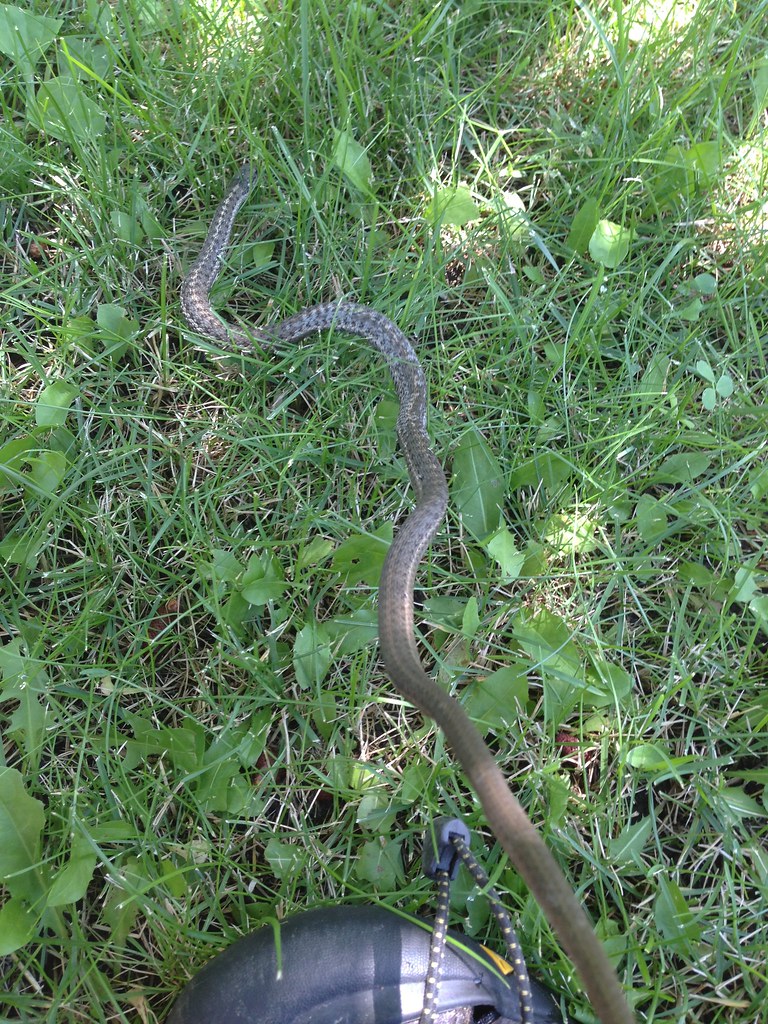 Untitled Wallace Ingram Flickr