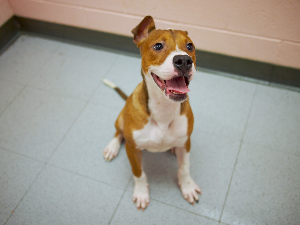 Billy BILLY is a 56 month old Hound/Pit mix puppy who’s f… Flickr