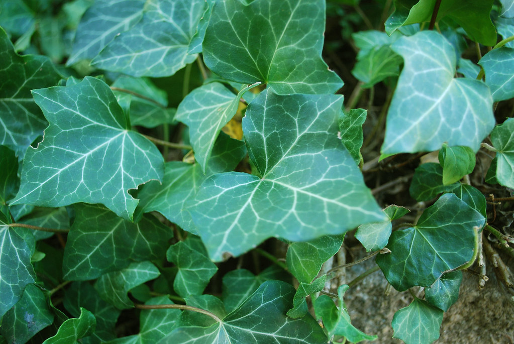 ltexture Clarence Yeung Flickr