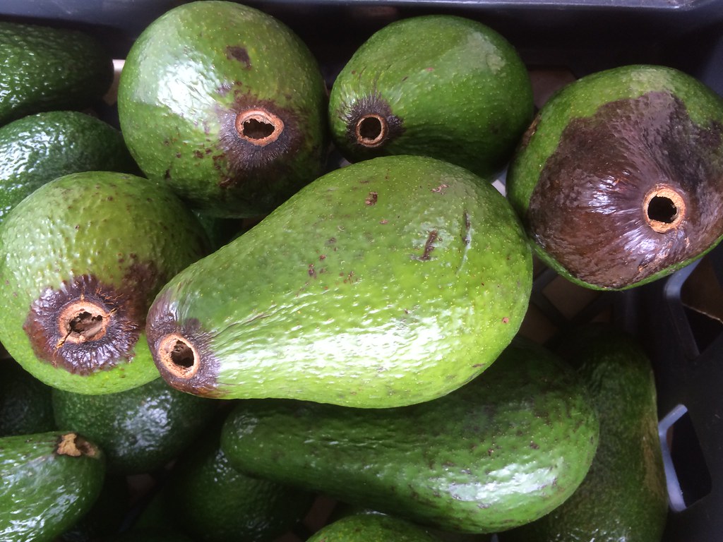 Avocado Anthracnose When harvesting avocados, cut the ped… Flickr