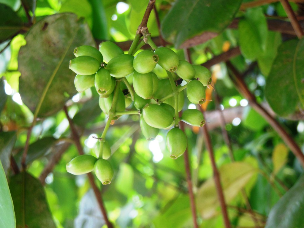 Duhat young fruit buds Syzygium cumini, jambul, jambolan, … Flickr