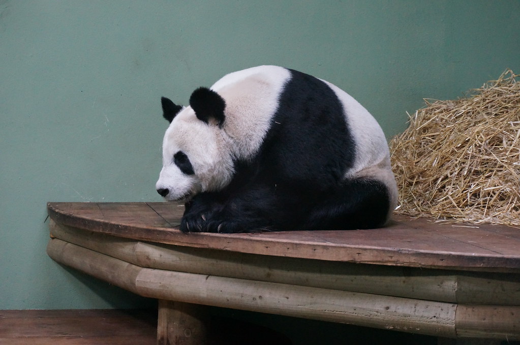 Panda Edinburgh Dave Flickr