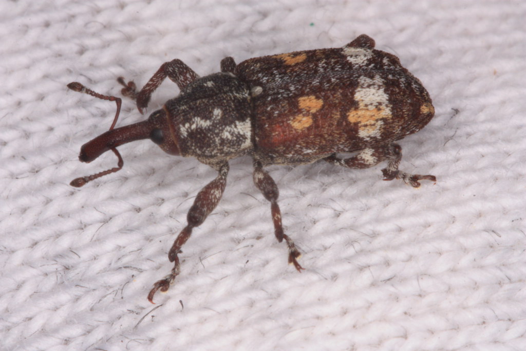 Curculionid Cleghorn Bar Road, Plumas National Forest, Plu… Flickr