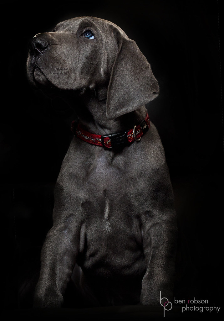 Blue Eyes Blue eyed great dane puppy just looking