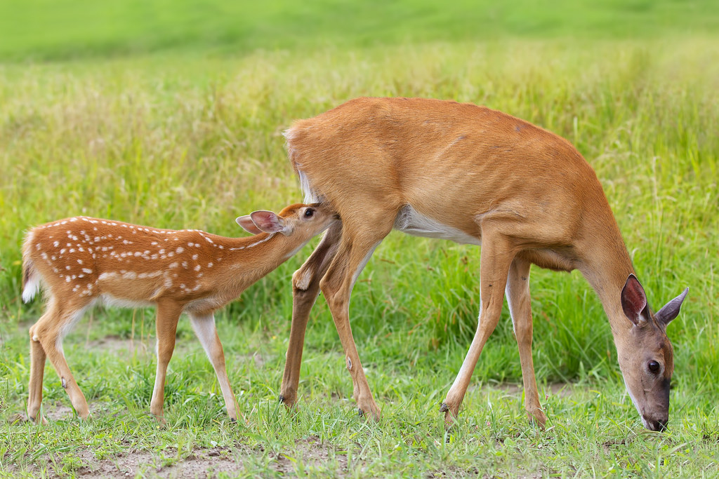 In one end...and out the udder Whitetailed deer, Ottawa… Flickr