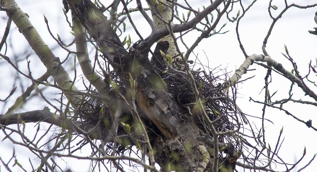 Cooper's Hawk on nest Daniel Arndt Flickr