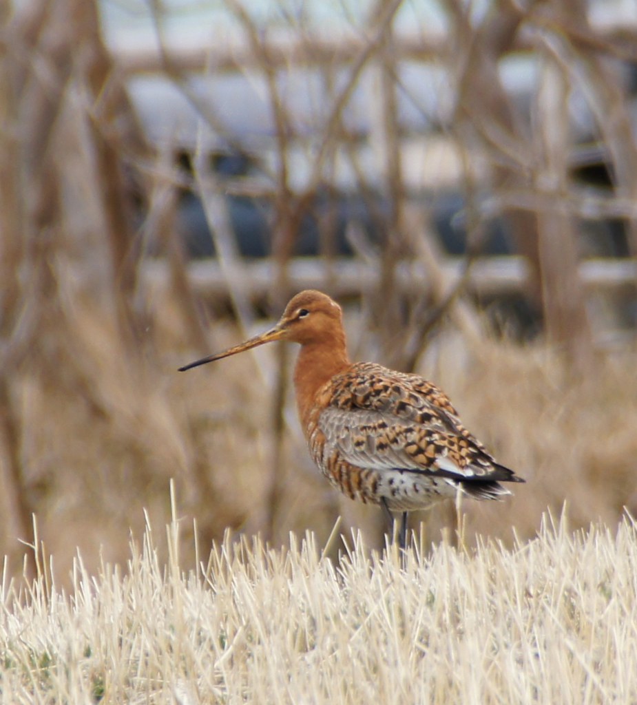 Blacktailed Godwit Old Perlican, May 1, 2014 karen herzberg Flickr