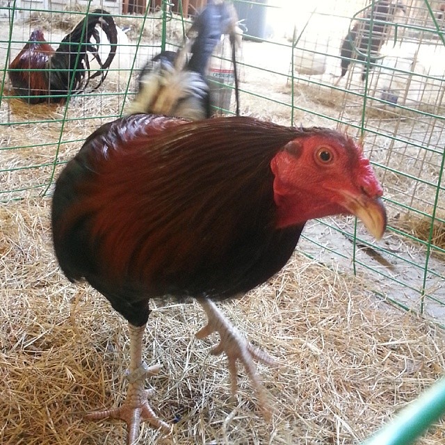 This is Rooster number 8. He needs someone to sponsor him … Flickr