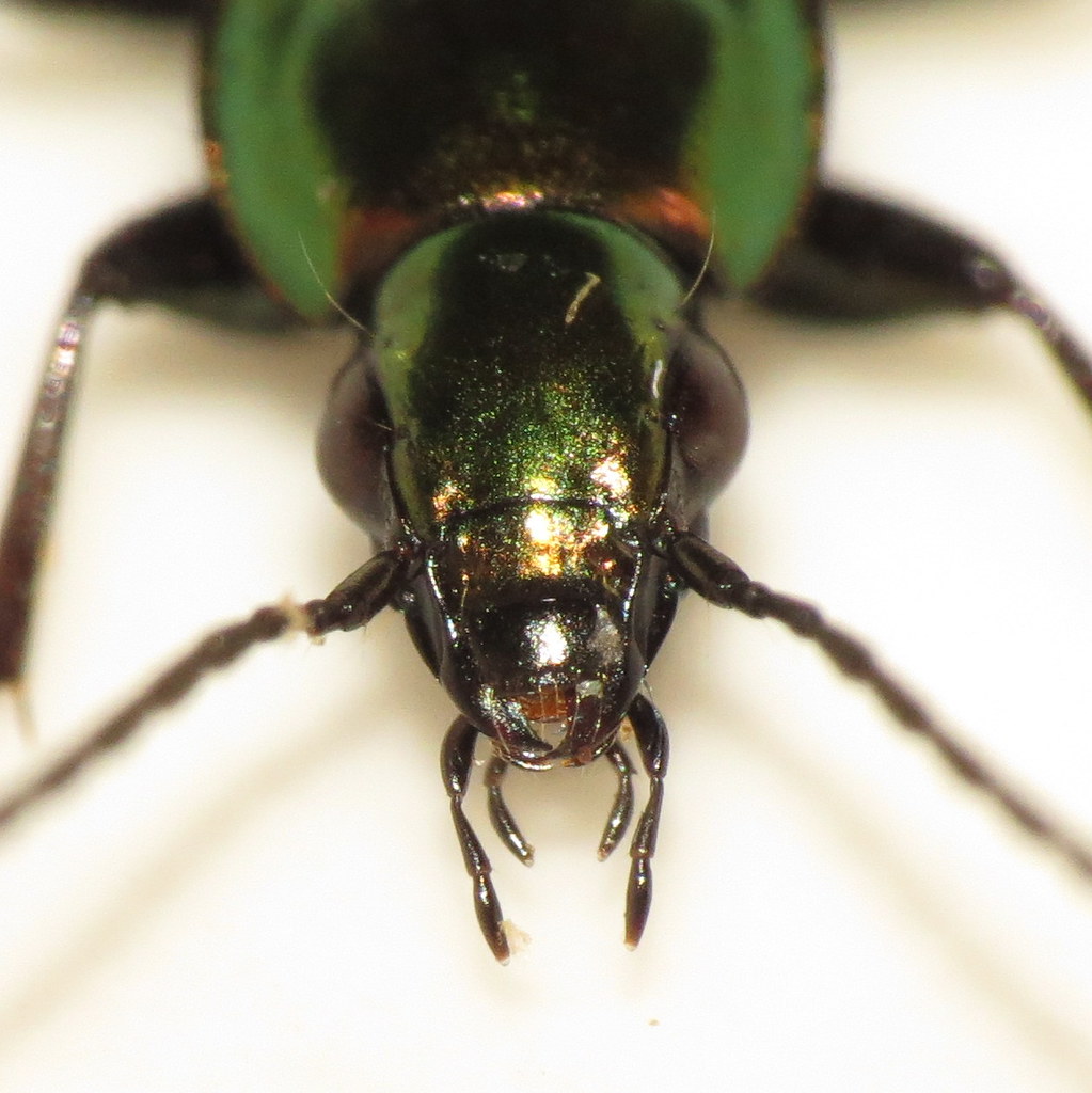 beetle Searsmont, Maine 22May2014 Fyn Kynd Flickr