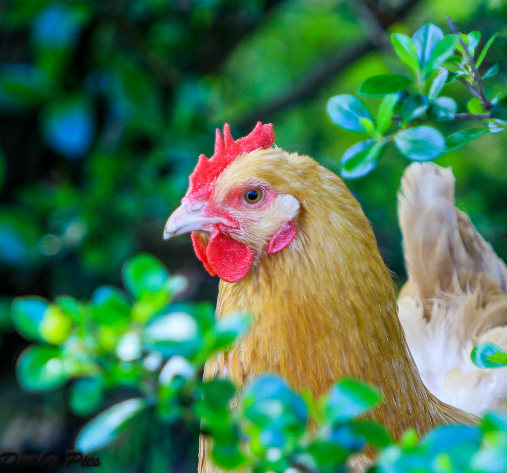 Chicken Macros at Tolay Lake Regional Park They allow the … Flickr
