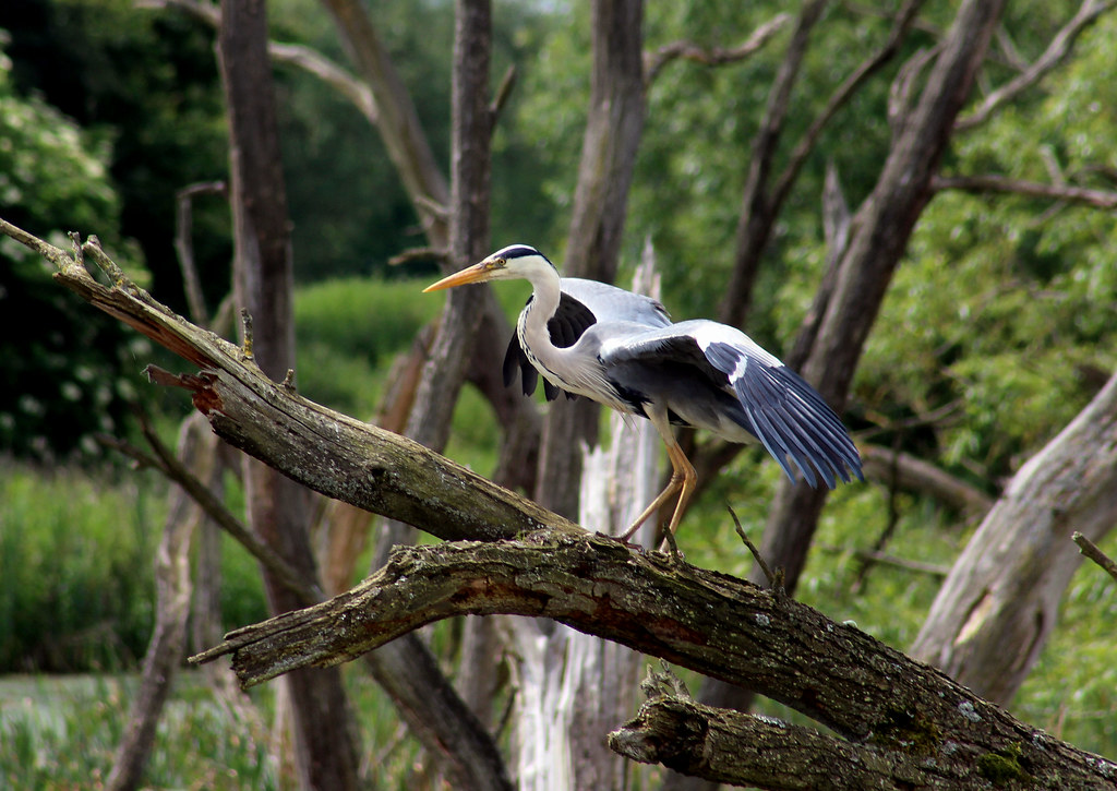 Heron. We were looking for a kingfisher when this guy turn… Flickr