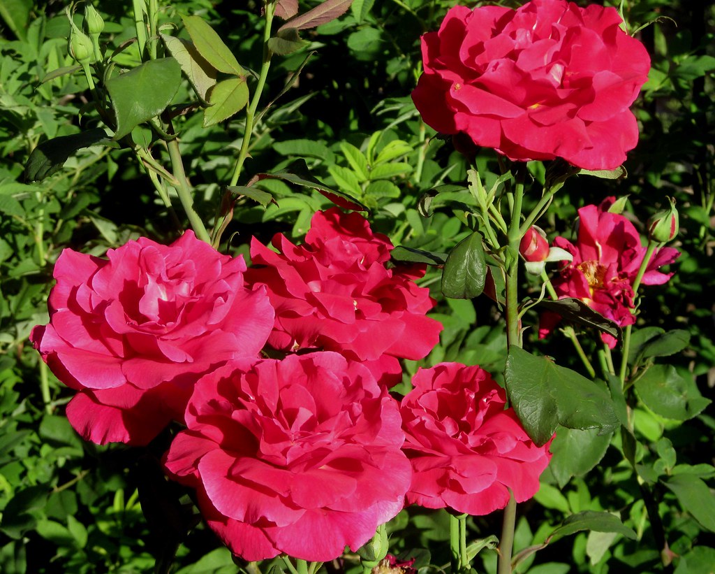 Red Roses Plenty of big smelly roses this year. Adobepillow Flickr