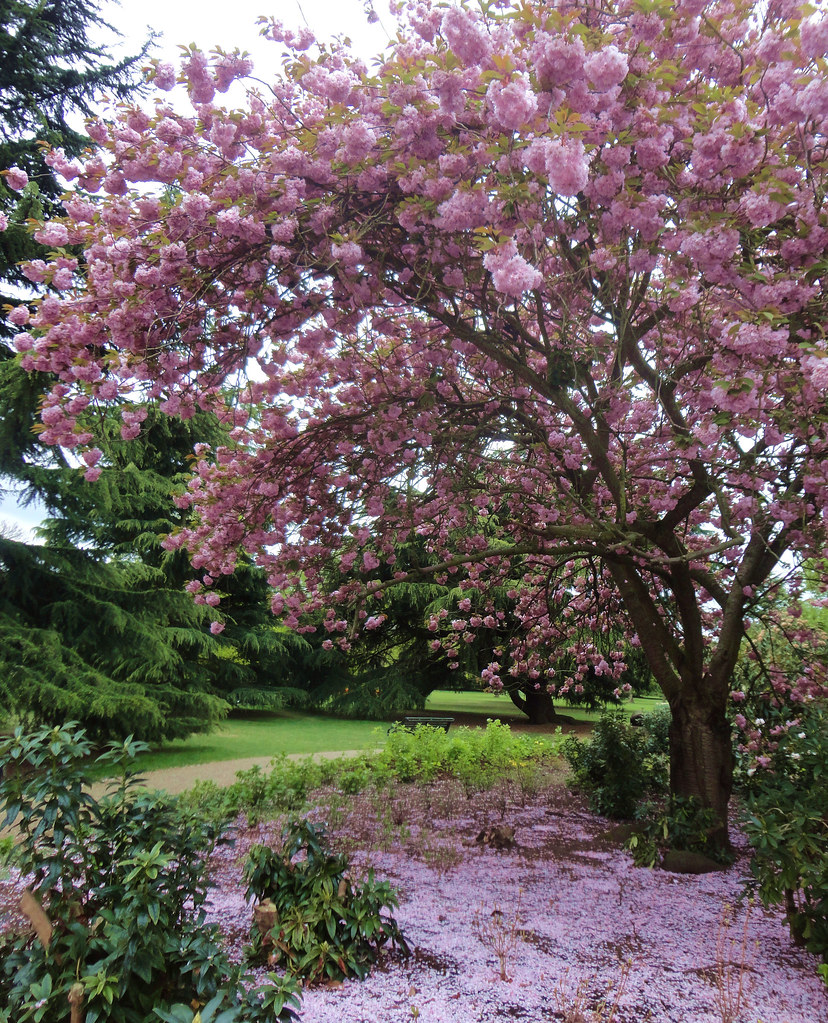 Cherry Blossom, Greenwich Park, London con.maloney Flickr