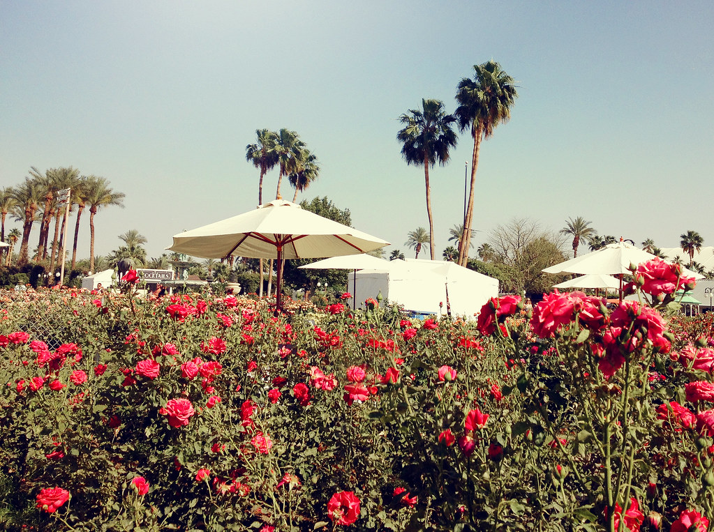 VIP rose garden Coachella 2014 Jessica Burkart Flickr