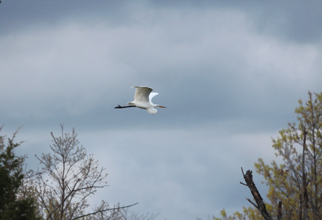 great_egret Great Egret, Cuba Marsh, Lake County Illinois pjh2000